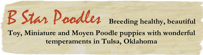 B Star Poodles  Breeding healthy, beautiful Toy, Miniature and Moyen Poodle puppies with wonderful temperaments in Tulsa, Oklahoma